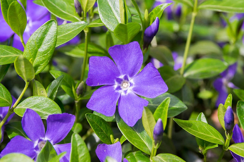 Vinca minor - Periwinkle