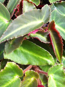 Begonia listada (Brazilian Blade)