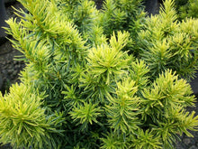 Load image into Gallery viewer, Taxus cuspidata &#39;Dwarf Bright Gold&#39;
