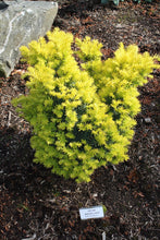 Load image into Gallery viewer, Taxus cuspidata &#39;Dwarf Bright Gold&#39;
