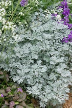 Load image into Gallery viewer, Artemesia 'Silver Brocade'

