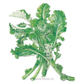 SEEDS: Broccoli Raab - Rapini - Organic