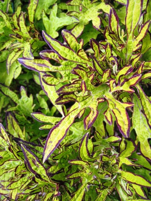 Coleus 'Brooklyn Horror'