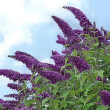 Load image into Gallery viewer, Buddleia &#39;Black Knight&#39; - Butterfly Bush
