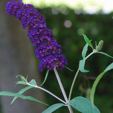 Load image into Gallery viewer, Buddleia &#39;Black Knight&#39; - Butterfly Bush
