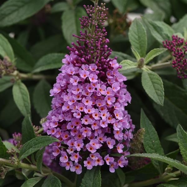 Buddleia ‘Chrysalis Pink’ - Butterfly Bush