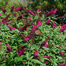 Load image into Gallery viewer, Buddleia &#39;Miss Molly&#39; - Butterfly Bush
