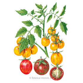 SEEDS: Tomato Cherry - Artisan Bumblebee - Organic