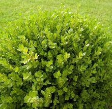 Load image into Gallery viewer, Buxus semp. &#39;Green Velvet&#39; - Boxwood
