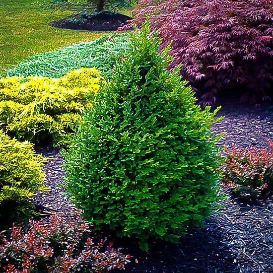 Buxus semp. 'Green Mountain' – Pondside Nursery