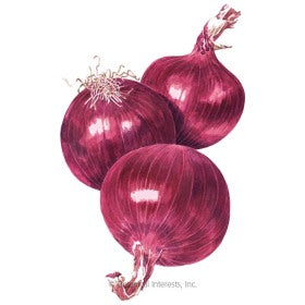 SEEDS: Onion Bulb (Red) Cab Hybrid - Organic