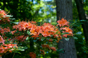 Azalea calendulaceum - Flame Azalea