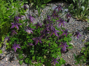 Aquilegia 'Calimero' - Columbine