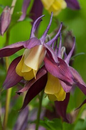 Aquilegia 'Calimero' - Columbine