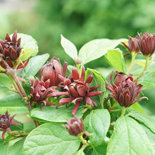 Load image into Gallery viewer, Calycanthus fl. &#39;Simply Scentsational&#39;
