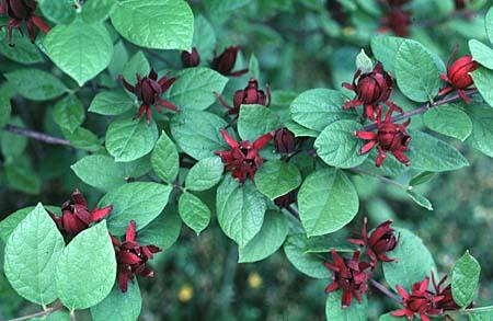 Calycanthus floridus - Sweetshrub