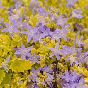 Campanula 'Dickson's Gold'