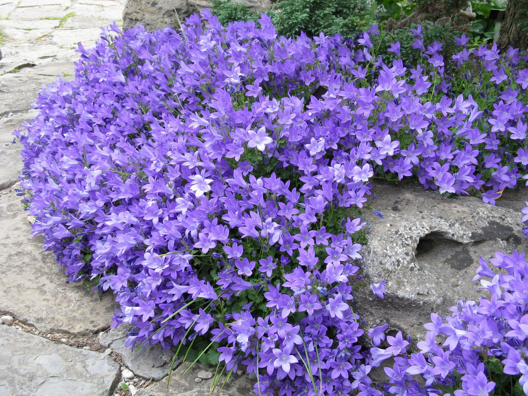 Campanula 'Birch Hybrid'