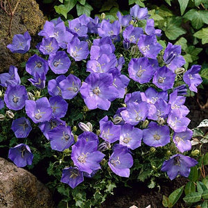 Campanula carpatica 'Blue Clips'