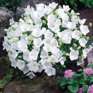 Campanula carpatica 'White Clips'