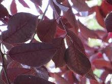 Load image into Gallery viewer, Prunus virg. &#39;Canada Red&#39;
