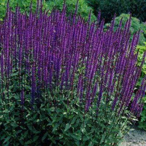 Salvia 'Caradonna'