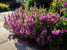 Load image into Gallery viewer, Physostegia &#39;Autumn Carnival&#39; - Obedient Plant
