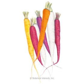 SEEDS: Carrot - Carnival Blend - Organic