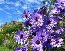 Load image into Gallery viewer, Catananche &#39;Amor Blue&#39; - Cupid&#39;s Dart

