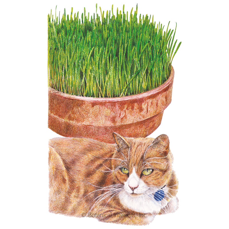 SEEDS: Cat Grass Mix - Organic