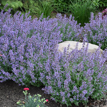 Load image into Gallery viewer, Nepeta &#39;Cats Meow&#39; - Catmint
