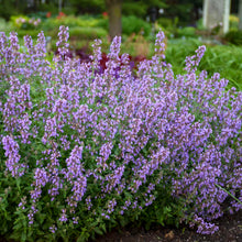 Load image into Gallery viewer, Nepeta &#39;Cats Meow&#39; - Catmint
