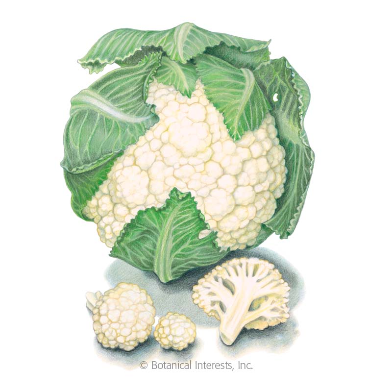 SEEDS: Cauliflower- Snowball Y - Organic