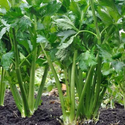 SEEDS: Celery - Utah