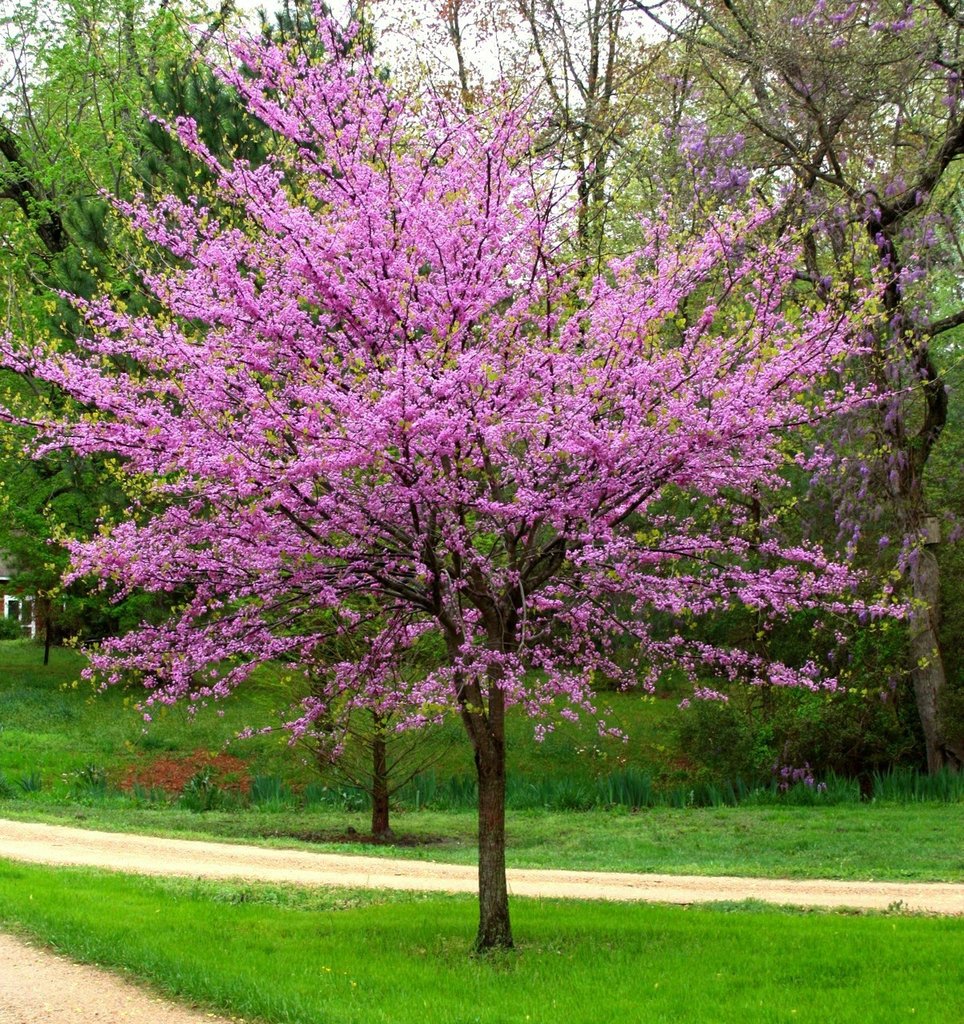 Cercis canadensis - Tree Form - Red Bud  Pondside Nursery