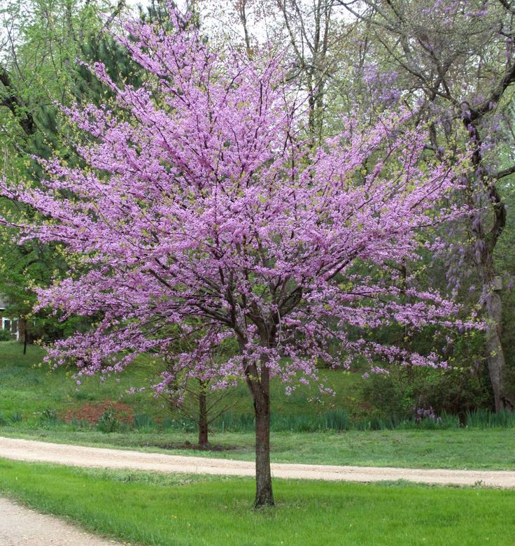 Cercis can. 'Heart's Desire' - Redbud