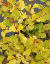 Load image into Gallery viewer, Betula &#39;Cesky Gold&#39;
