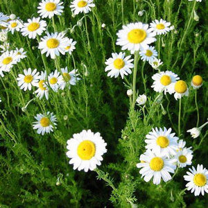 Chamaemelum nobile - Chamomile