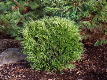 Chamaecyparis pis. 'Angel Hair'