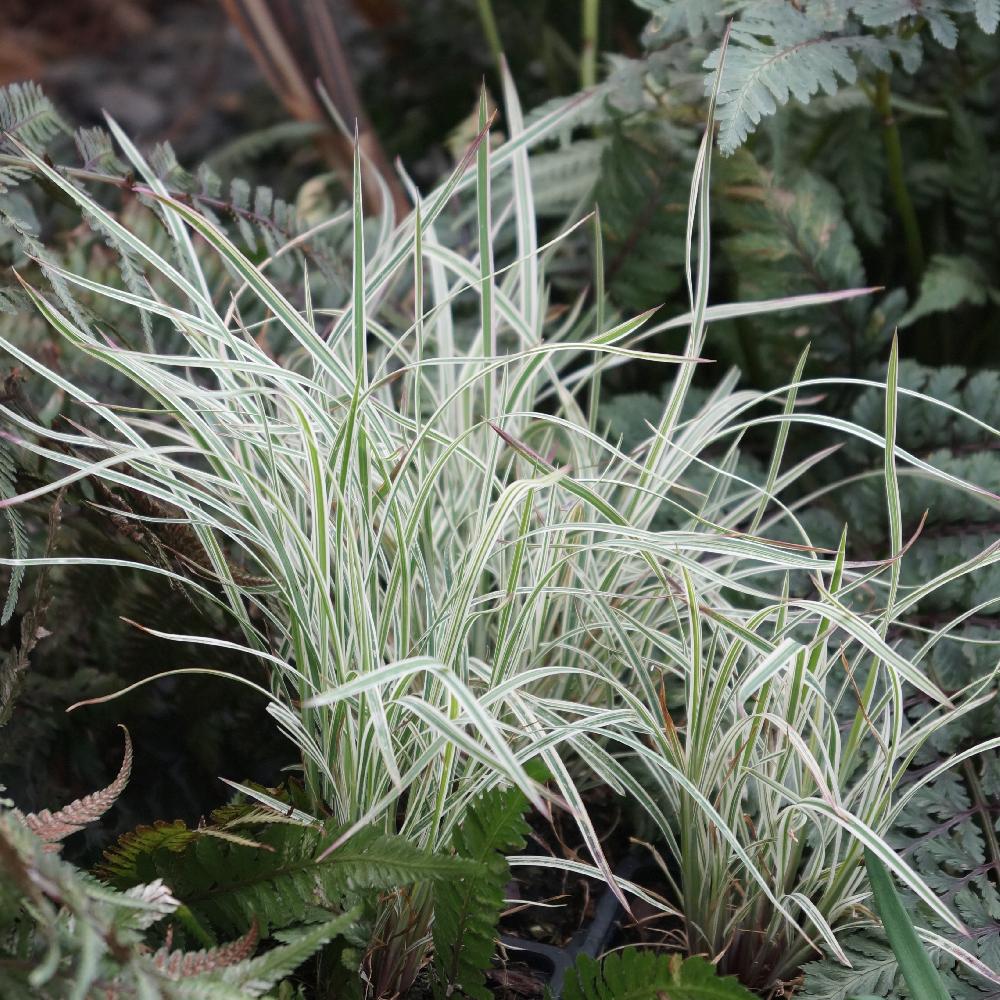 Schizachyrium 'Chameleon' - Little Bluestem