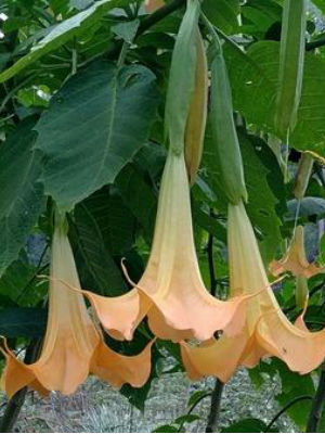 Brugmansia 'Charles Grimaldi'