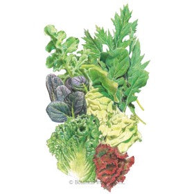 SEEDS: Lettuce - Mesclun Chef's Medley - Organic