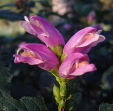 Load image into Gallery viewer, Chelone lyonii &#39;Hot Lips&#39; - Turtlehead
