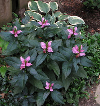 Load image into Gallery viewer, Chelone lyonii &#39;Hot Lips&#39; - Turtlehead

