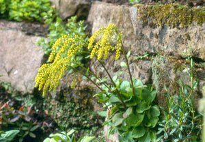 Chiastophyllum oppositifolium