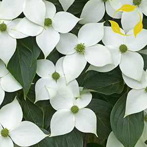 Cornus kousa chinensis - Chinese Dogwood