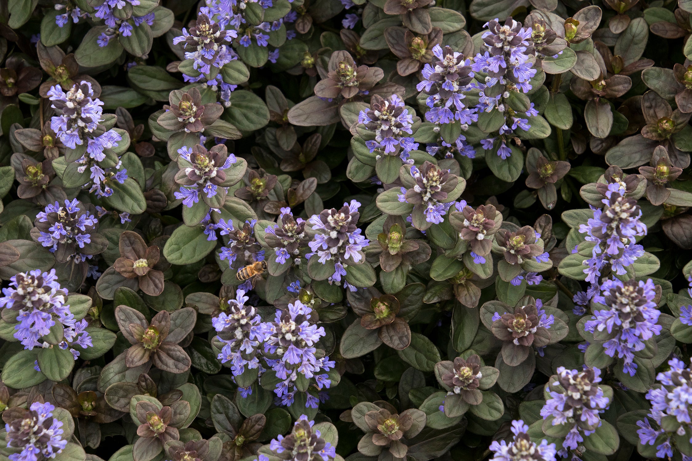 Ajuga 'Chocolate Chip' – Pondside Nursery