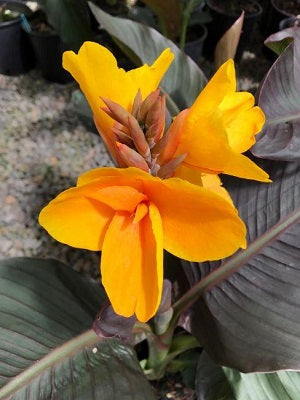 Canna 'Chocolate Sunrise'