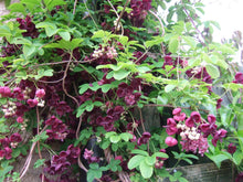 Load image into Gallery viewer, Akebia quinata - Chocolate Vine
