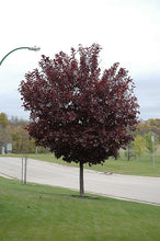 Load image into Gallery viewer, Prunus virg. &#39;Canada Red&#39;
